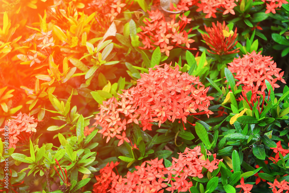 Ixora red flower spike in nature with sunset light (Common Name Ixora chinensis, Rubiaceae) Ixora red flower spike in nature with sunset light (Common Name Ixora chinensis, Rubiaceae)