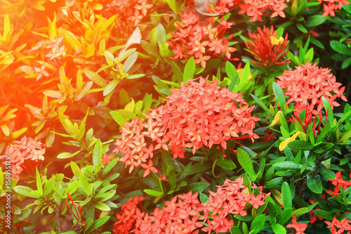 Ixora red flower spike in nature with sunset light  Common Name Ixora chinensis  Rubiaceae 