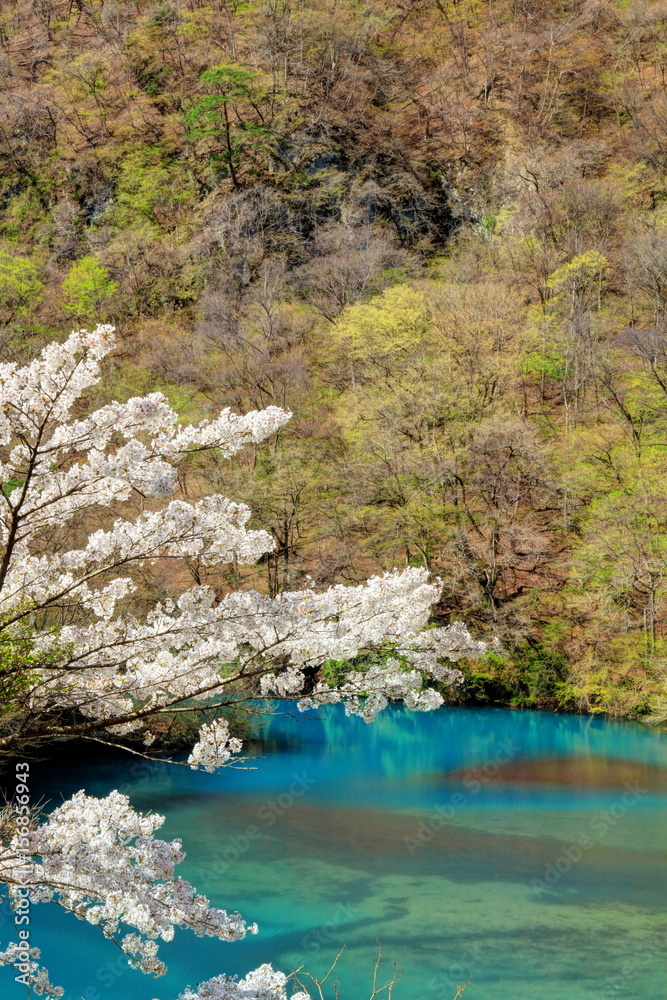 四万湖ブルーと桜 四万湖ブルーと桜