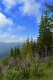 Foggy Redwoods Overlook