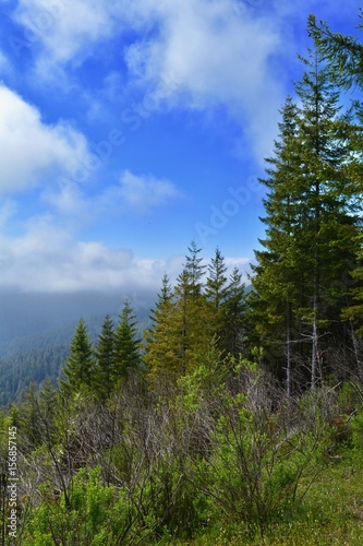 Foggy Redwoods Overlook