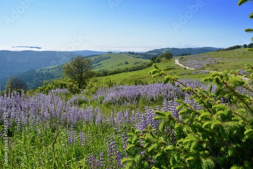 Lupine California Vista