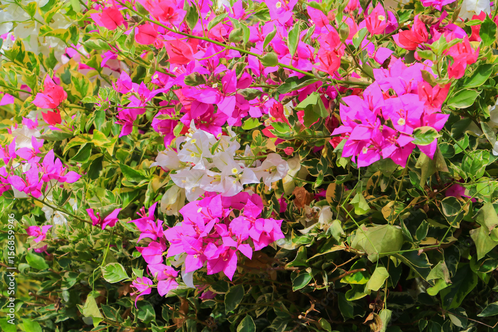 bougainvillea flower pink with green leaves beautiful in the garden bougainvillea flower pink with green leaves beautiful in the garden