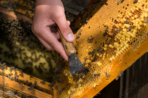 Beekeeper holding a frame of honeycomb with bees and cleaning of drones photo