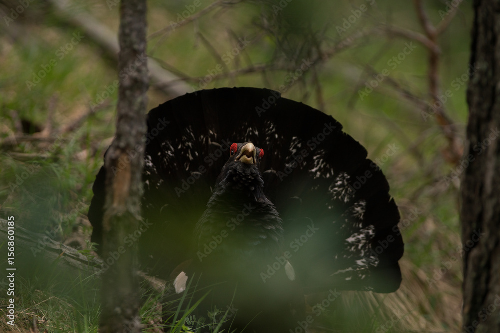 Grand Tétras Grand coq de bruyère