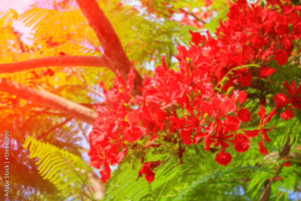 blurred peacock flower red for background with sunset light tone blurred peacock flower red for background with sunset light tone