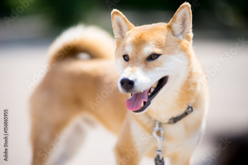 柴犬 shibainu