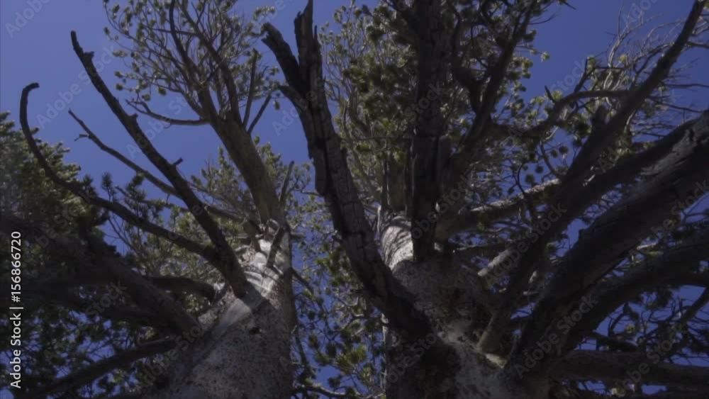 Looking straight up into the sky of a Massive Tree Looking straight up into the sky of a Massive Tree