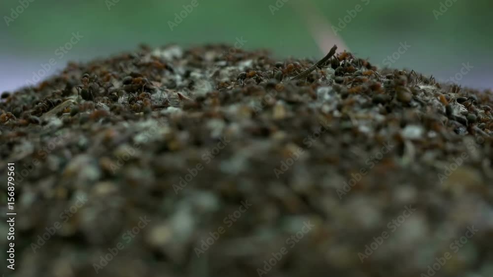 Many ants in an anthill close-up