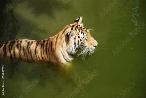 Tigers play hot water.