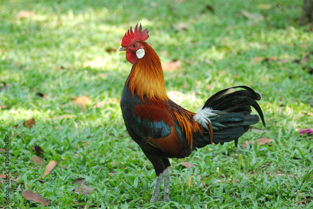 jungle fowl