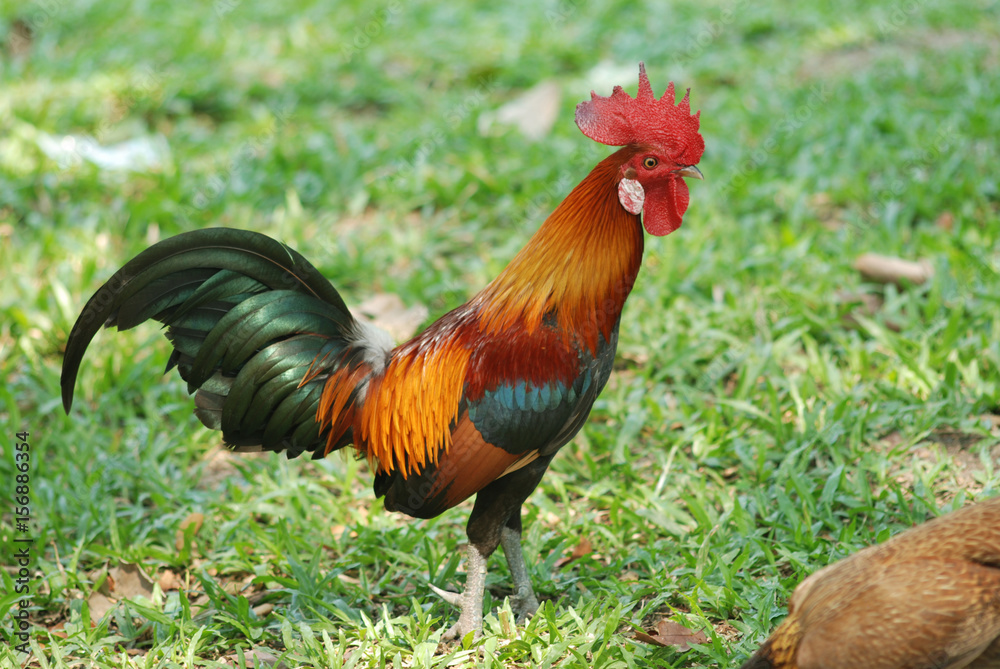 jungle fowl jungle fowl