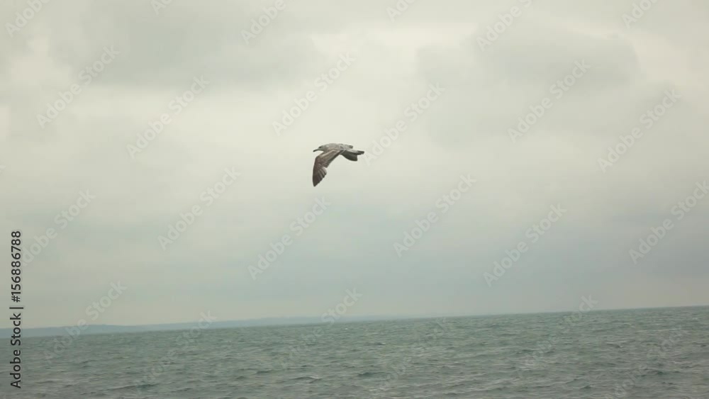 Seagull at dusk or dawn flying, slow motion Seagull at dusk or dawn flying, slow motion
