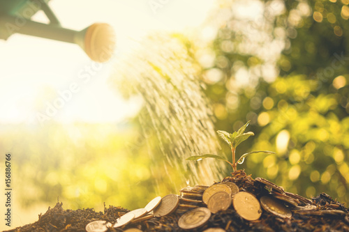 Wallpaper Mural Human watering the money tree . Financial investment concept. Torontodigital.ca