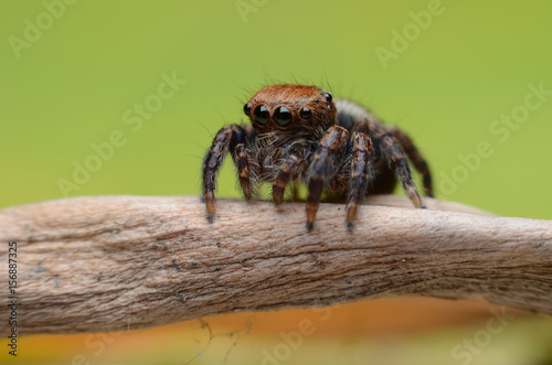 Jumping Spider. © pongpol