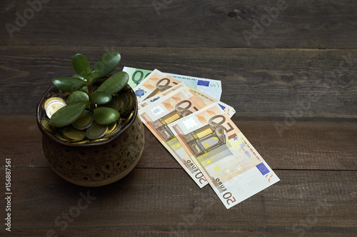 Money tree with money on wooden background