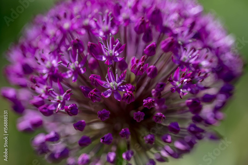 Purple flowers. Shot in Denmark