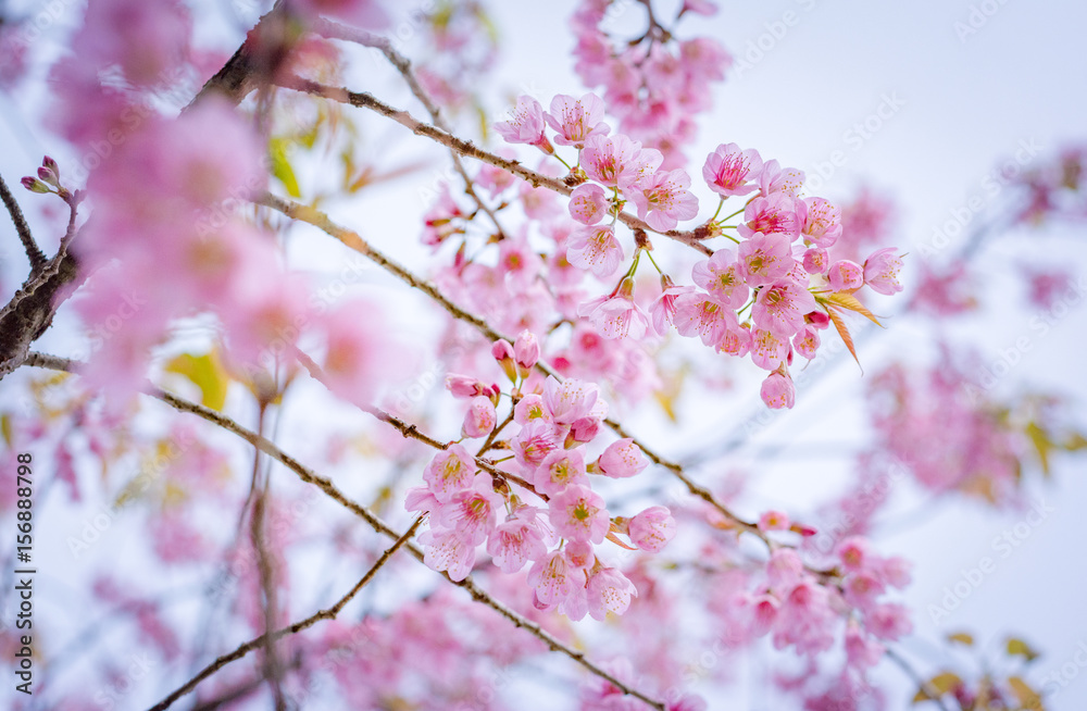 Cherry blossom in Thailand with vintage color