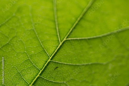 The green leaf. Shot in Denmark