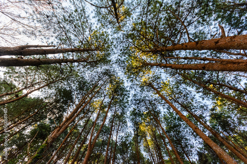 Look for the top of tree in the forest from the floor with blue sky