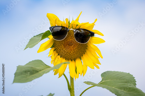 Sunflower wearing sunglasses in the field and blue sky - Background, Wallpaper