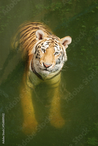 Tigers play hot water. photo