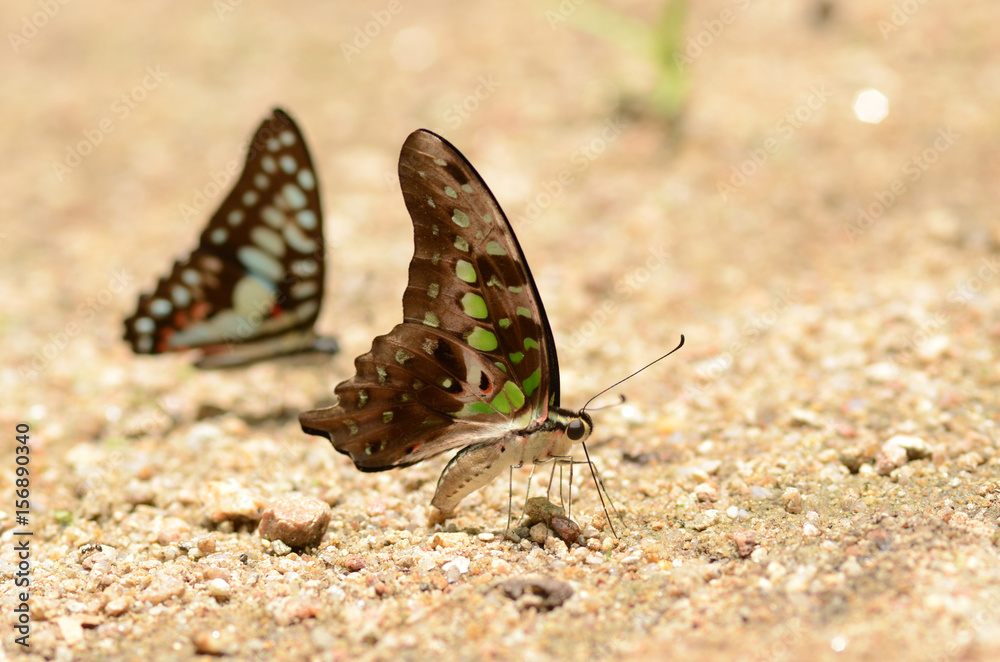 Butterfly. Butterfly.