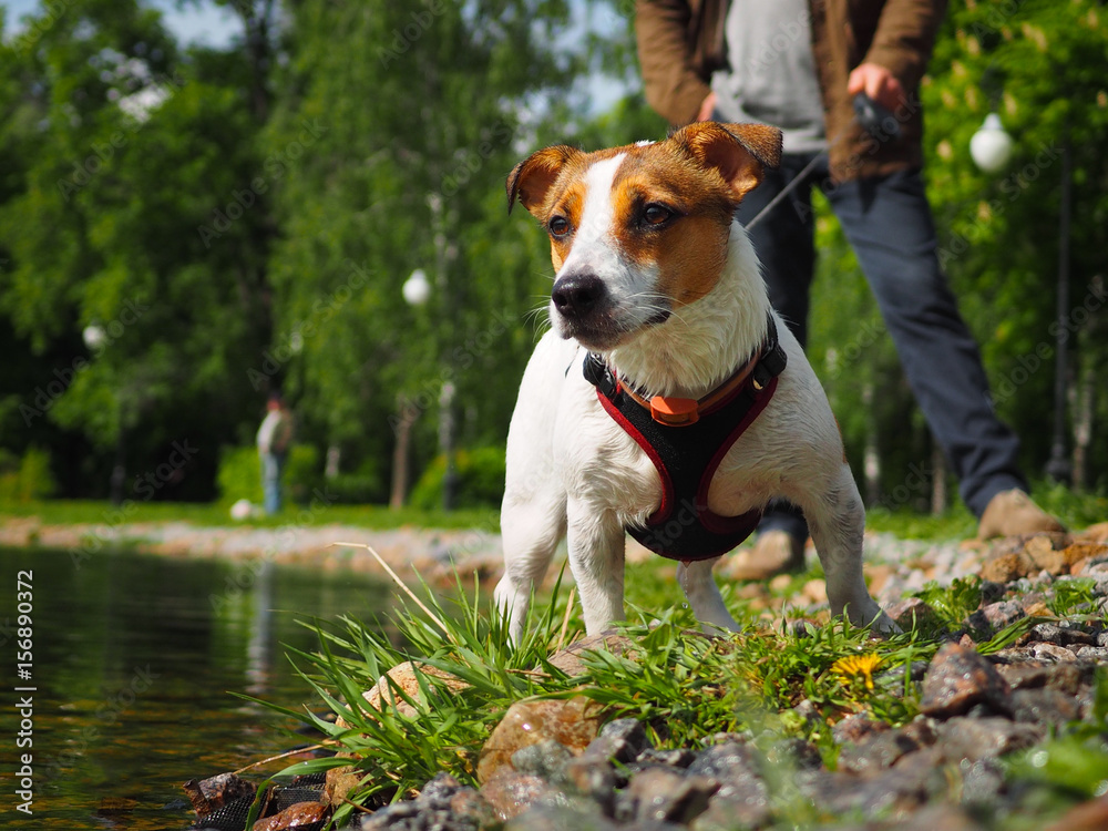 Jack Russell Terrier in a harness and on a leash