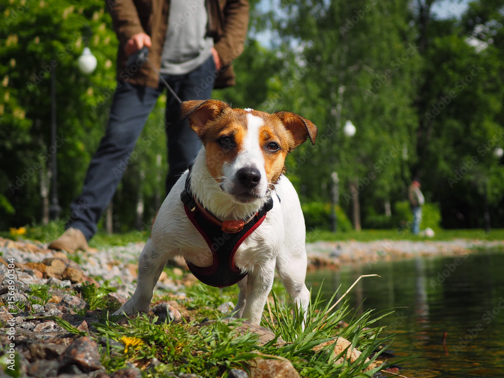 Jack Russell Terrier in a harness and on a leash