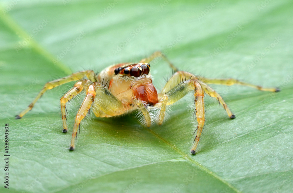 Jumping Spider. Jumping Spider.