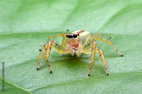 Jumping Spider. © pongpol