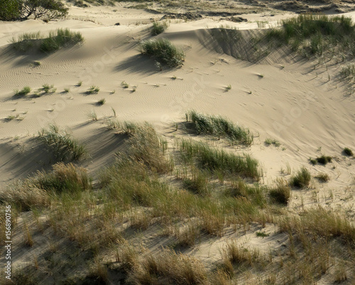 Grass growing on sand dune