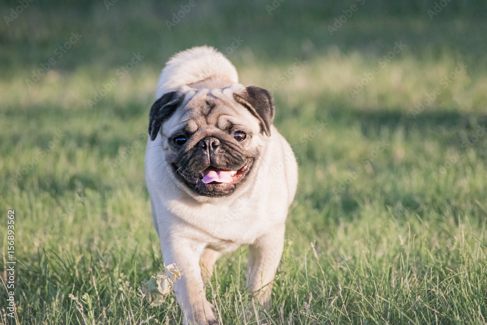 Cute Pug dog runnung in green grass licking its nose with tongue