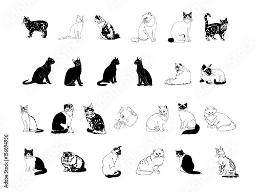cat collection clipart carton set