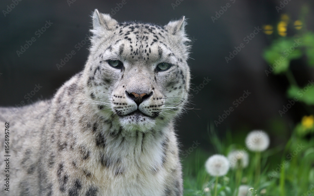 Schneeleopard Schneeleopard