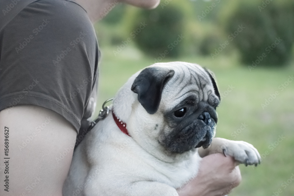 Cute Pug dog sitting on the hands of the owner