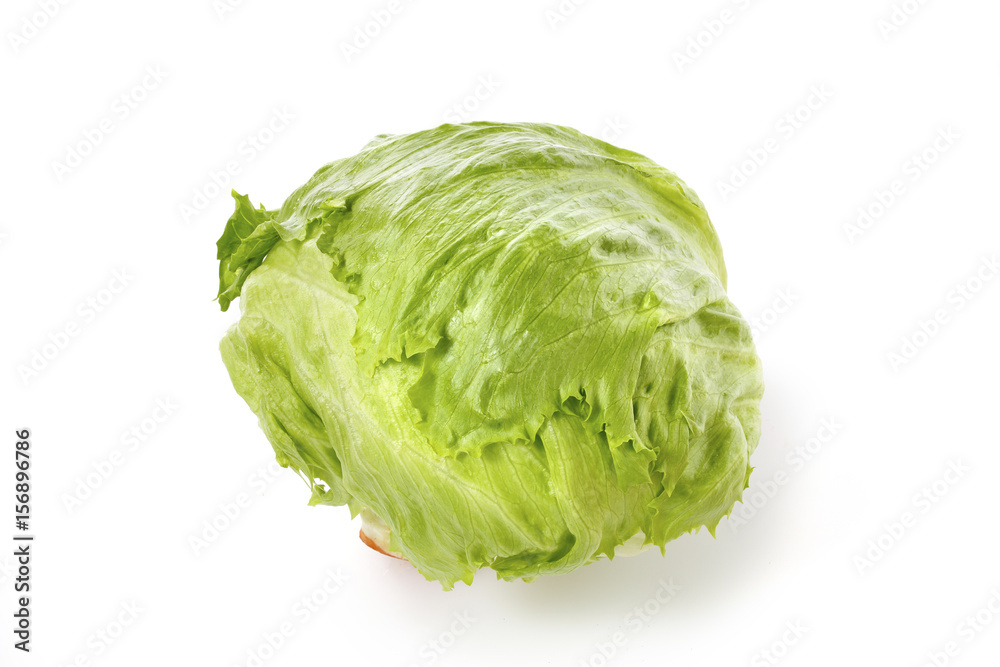 レタス lettuce レタス lettuce