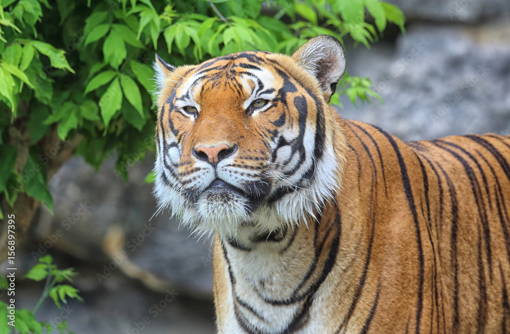 Obraz premium großer Tiger