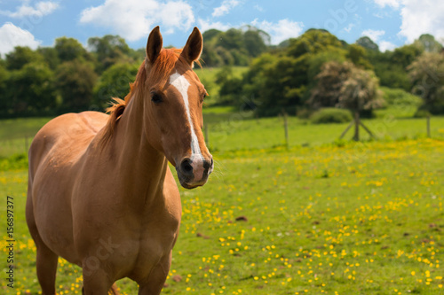 Country Horse