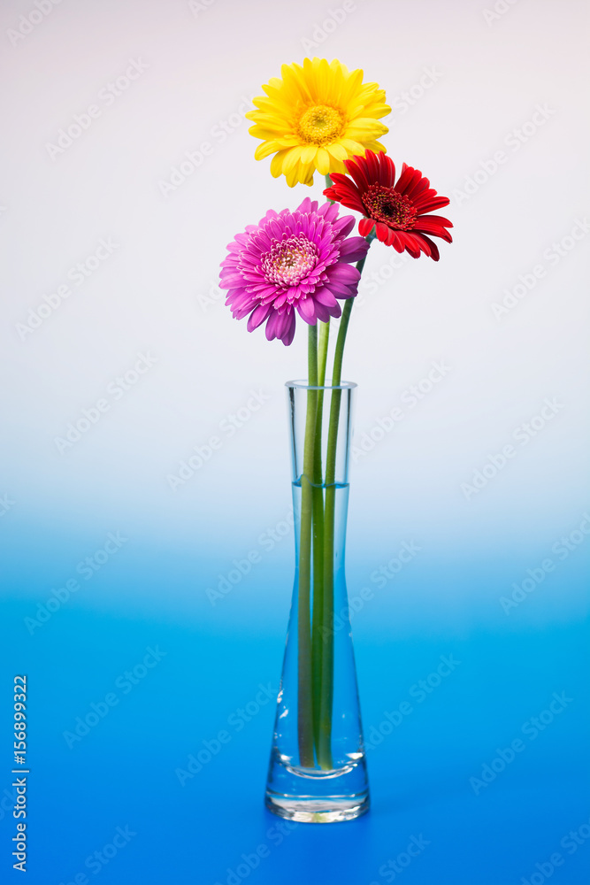 Obraz premium ガーベラの花