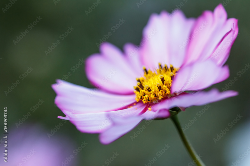 コスモスの花 コスモスの花