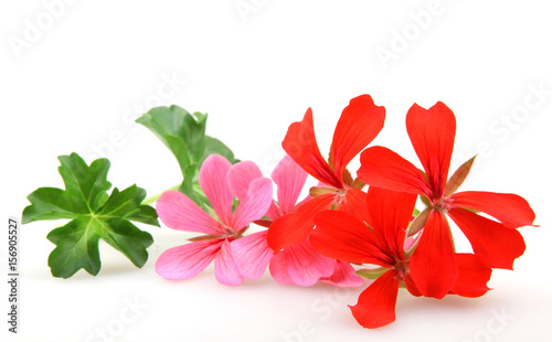 Fototapeta Naklejka Na Ścianę i Meble -  Geranium Pelargonium Flowers