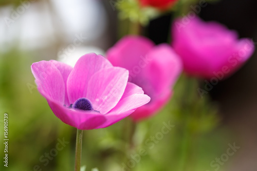 アネモネの花