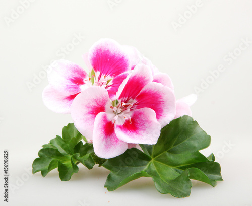 Fototapeta Naklejka Na Ścianę i Meble -  Geranium Flowers