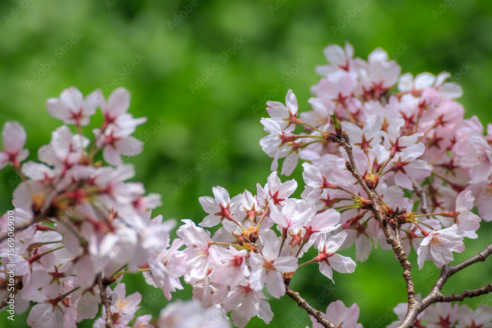 桜の花 桜の花