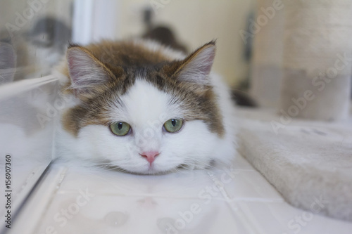 Cute Munchkin cat in white and brown hair color