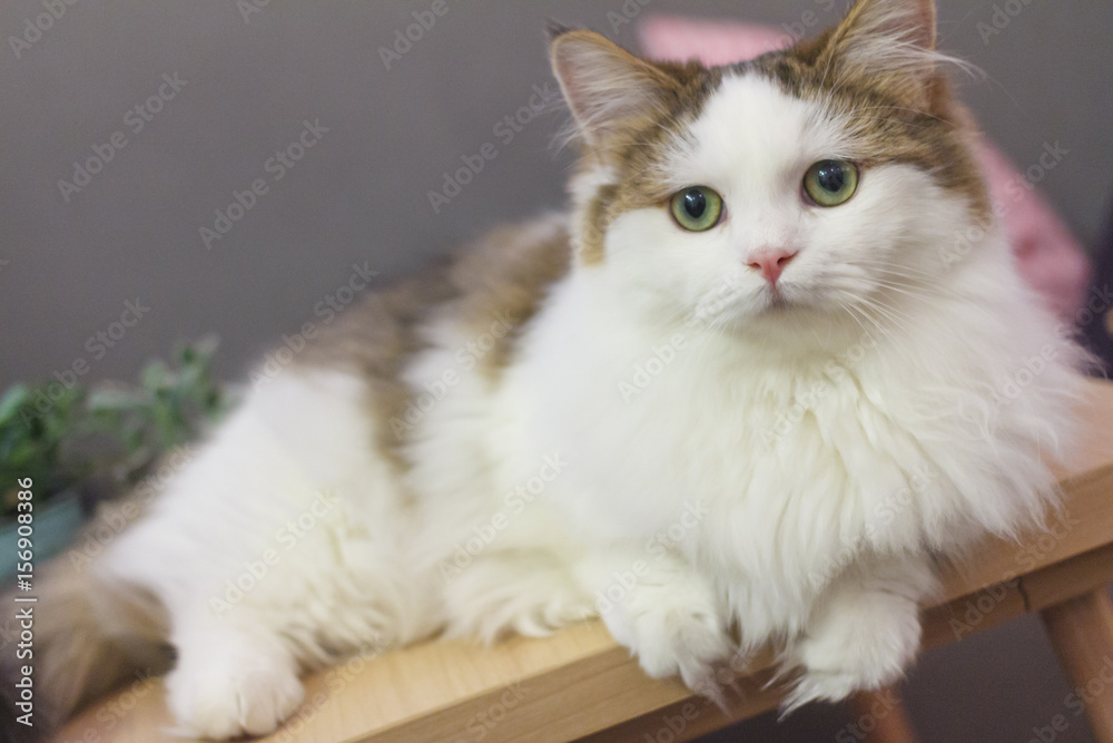 Cute Munchkin cat in white and brown hair color Stock-bilde | Adobe Stock