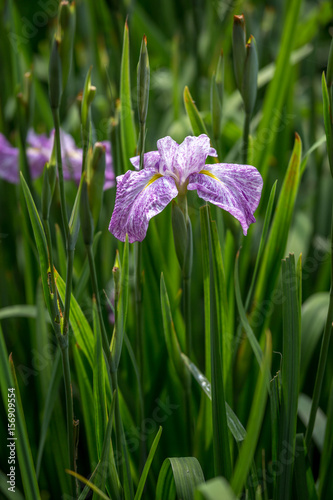 花菖蒲