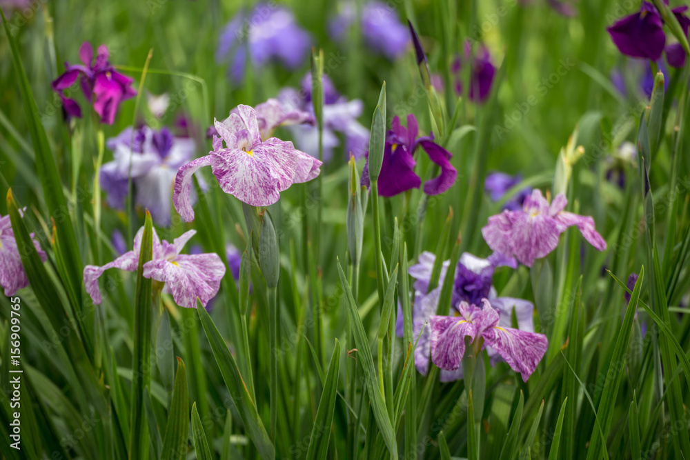 花菖蒲 花菖蒲