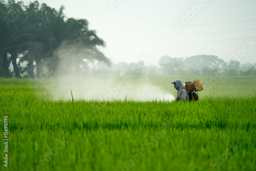A farmer working at paddy field in Sungai Besar, Malaysia.